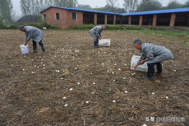 正宗信阳土特产咸鸭蛋,咸鸭蛋信阳