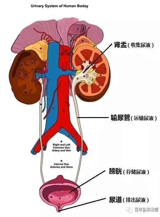 憋尿会得慢性肾炎吗,憋尿导致的肾炎