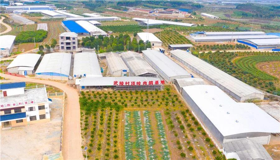 西乡塘区产业扶贫示范园建设,南宁市江南区苏圩镇脱贫攻坚