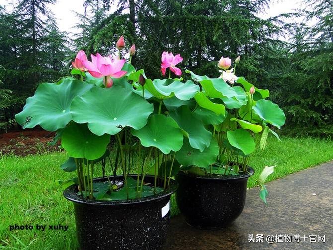 用种子怎么播种荷花,荷花从种子到开花要多长时间