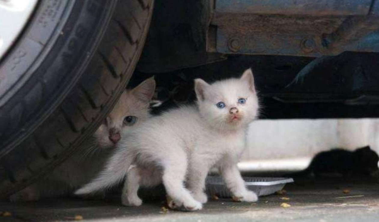 派派最新爆料,派派最新最真实报道