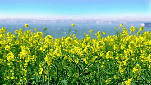苏州和上海哪个值得去旅游,苏州这座清丽婉约的小城