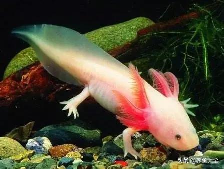 观赏鱼混养最佳方法,观赏鱼混养的最佳方法