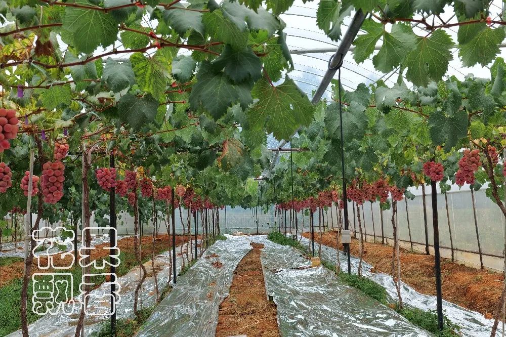 为什么大家都喜欢蹦迪,为什么喜欢跳坑