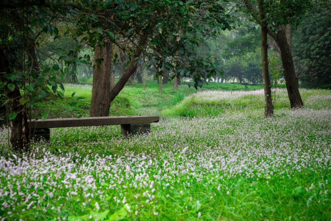 蓼花盛放成海，扬州又多了一处赏秋秘境