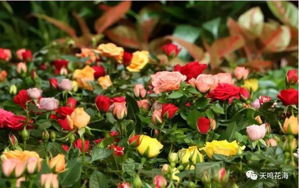 庐江旅游免费,5.19中国旅游日音乐节