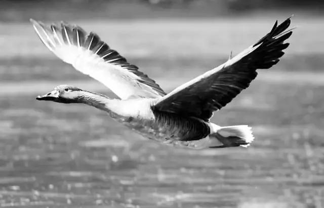 十首经典咏物诗,十首咏物诗并简单赏析