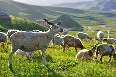 视诊：5种方法直接看出羊是否健康