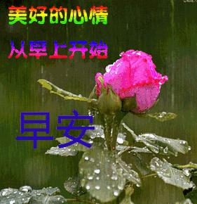 微信早上好最暖心祝福问候语图片,最新群友们早上好问候祝福语