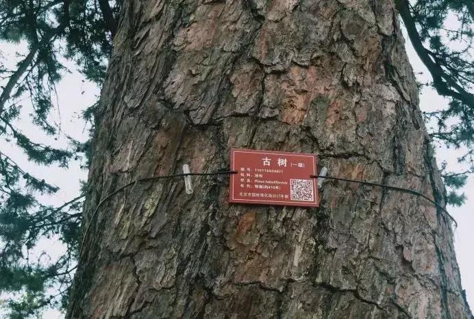 明十三陵康陵历史厚重感,探访明十三陵未开放的陵墓