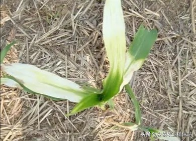 玉米除草剂药害最佳补救方法,白菜受玉米田除草剂药害怎么办