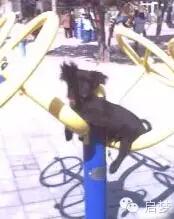 宠物去世你还会再养一只吗,狗狗病死还想再养一只