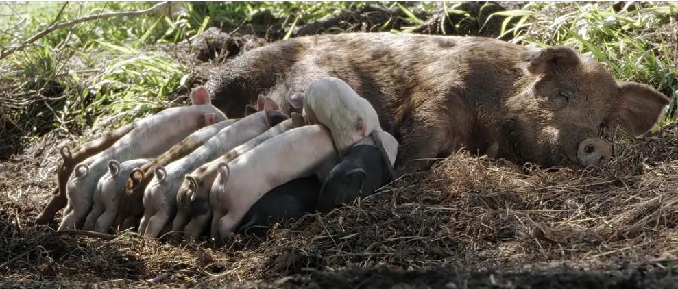 十年前，一对美国夫妻为了流浪狗买下1200亩的荒地，现在年入千万