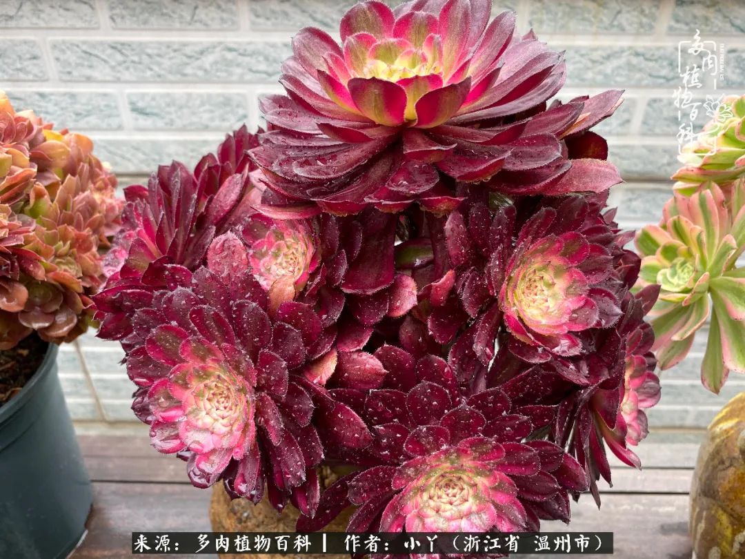 祖上无院家里无矿,一腔浪漫情怀付诸楼顶造花