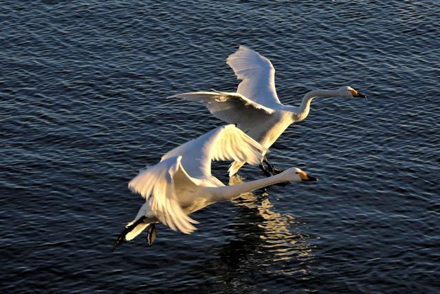 从宿州出发与天鹅相约