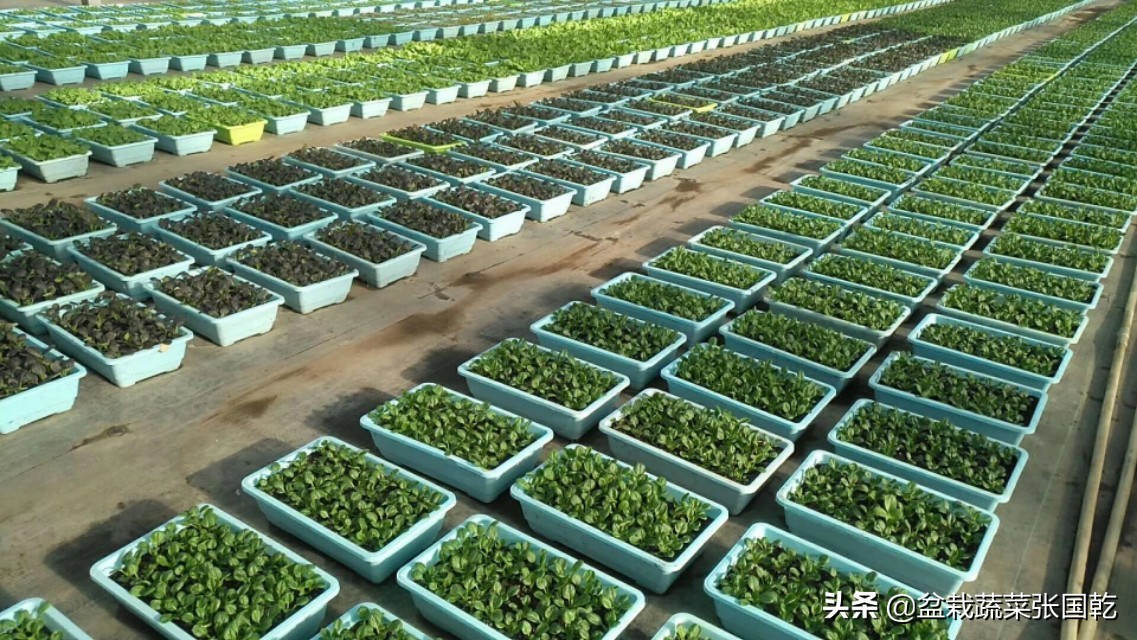 共享菜园推广方案策划,蔬菜种植主题展示活动策划