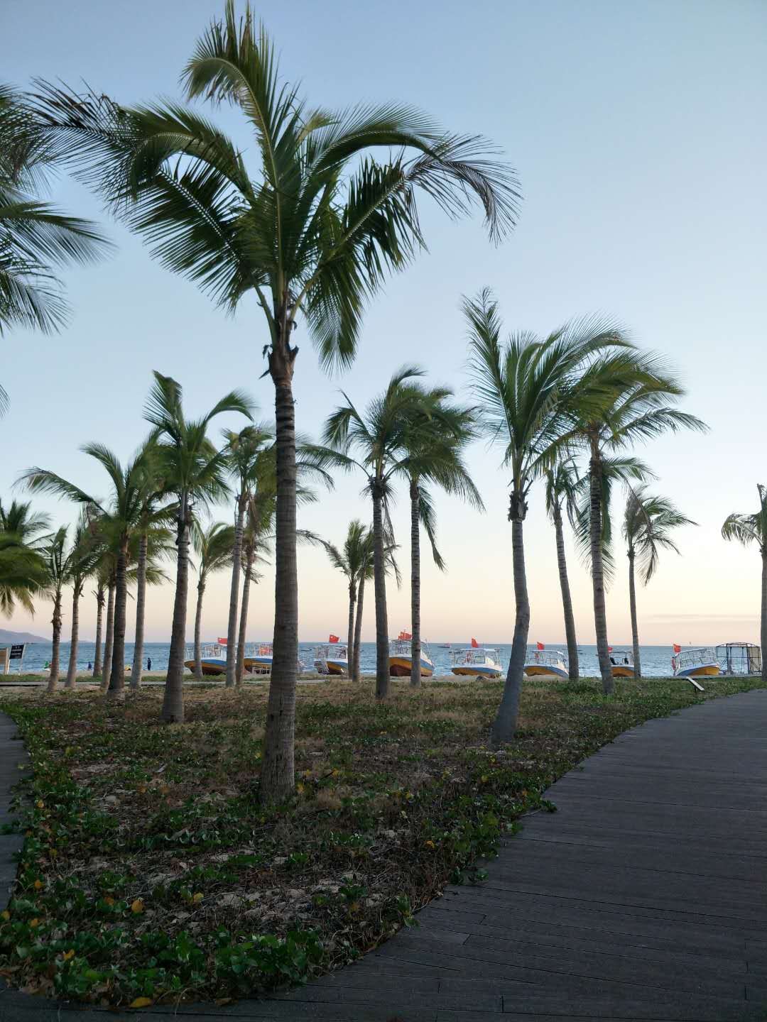 海南椰树最新视频,海南椰子树视频播放