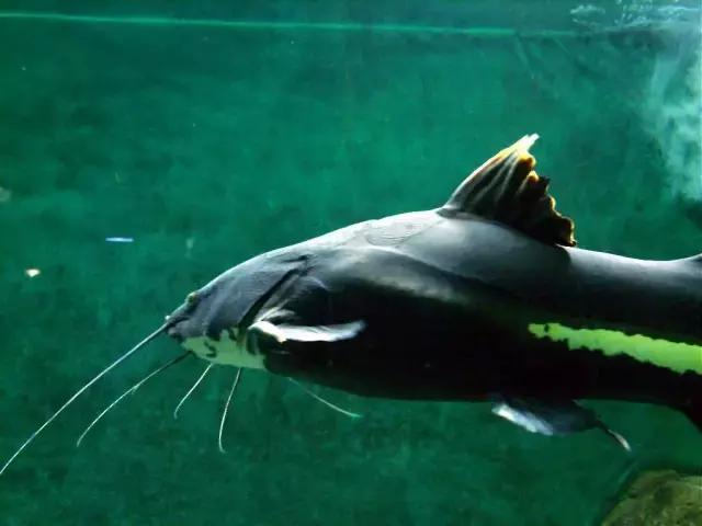 会咬鱼的观赏鱼,观赏鱼哪些不会咬人