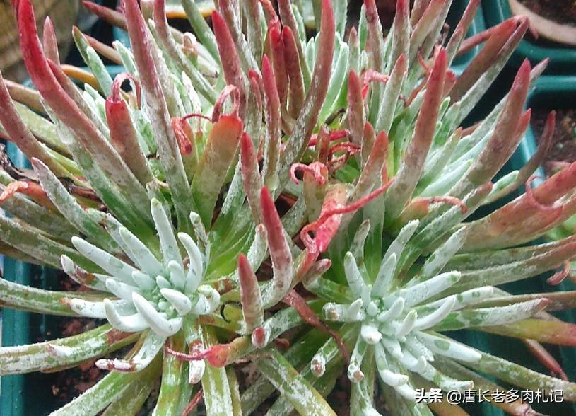 杜爱丽丝多肉怎样养,多肉爱杜丽丝用什么土种好