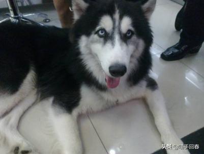 哈士奇被奶奶喂饭真吃不下去了,哈士奇吃不吃没关系