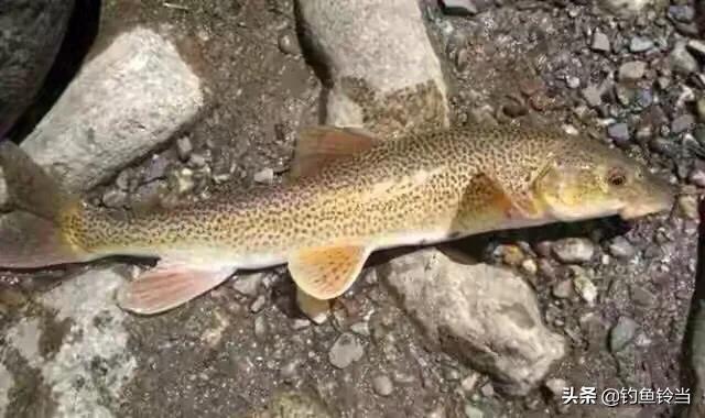 青海湖湟鱼已经进入洄游季,青海湟鱼资源