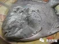 最适合孩子吃的7种鱼，你给孩子吃过几种呢？