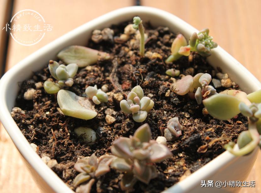 多肉叶插出芽后，遵循“4字”原则，安全过渡，保命为主