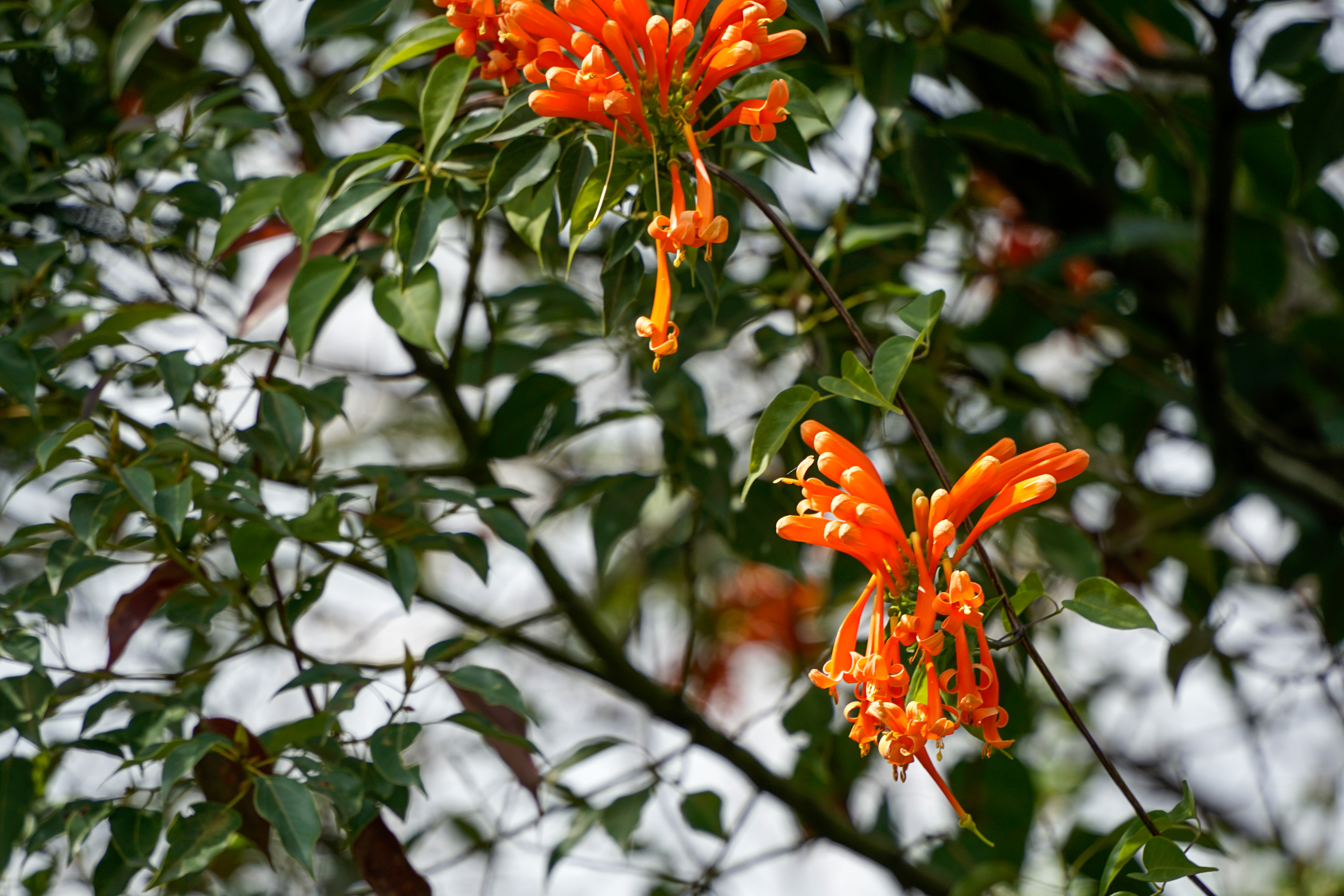 腾龙18-200f2.8佳能卡口,fe卡口f1.4副厂镜头推荐