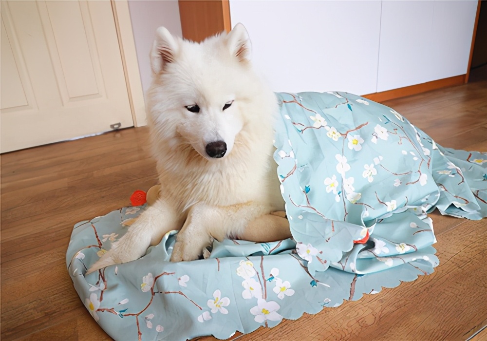 萨摩耶尿很黄什么原因,萨摩耶尿是红色怎么回事