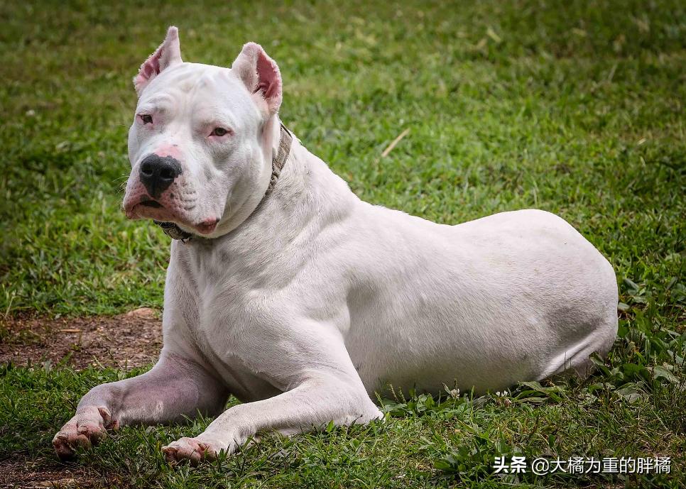 为什么偷狗贼不敢偷有证的狗,养什么宠物狗不容易被偷