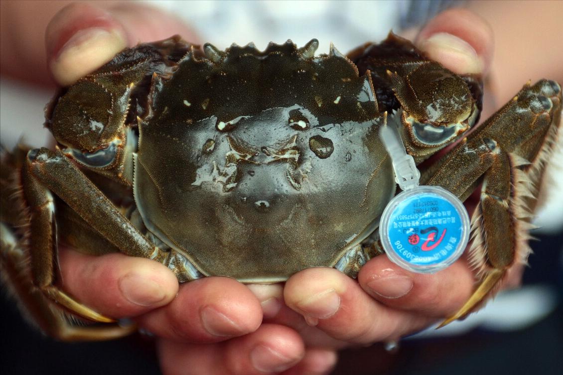 全国哪的大闸蟹最好吃,什么地方的大闸蟹最好吃