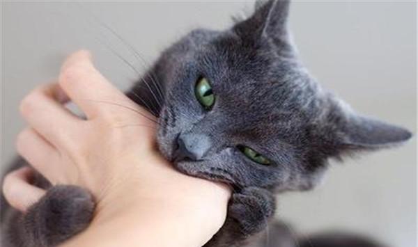 没有被猫狗咬可以打狂犬病疫苗吗,被家猫咬伤出血要打狂犬疫苗吗