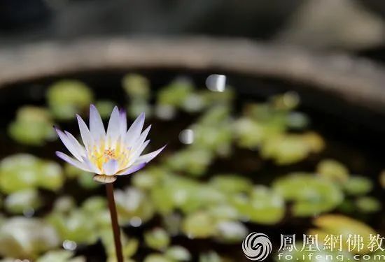 北大研究生的一生经历,北大研究生出家当和尚