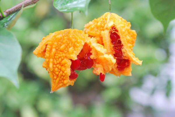 冷知识精选1,苦瓜的冷知识大全