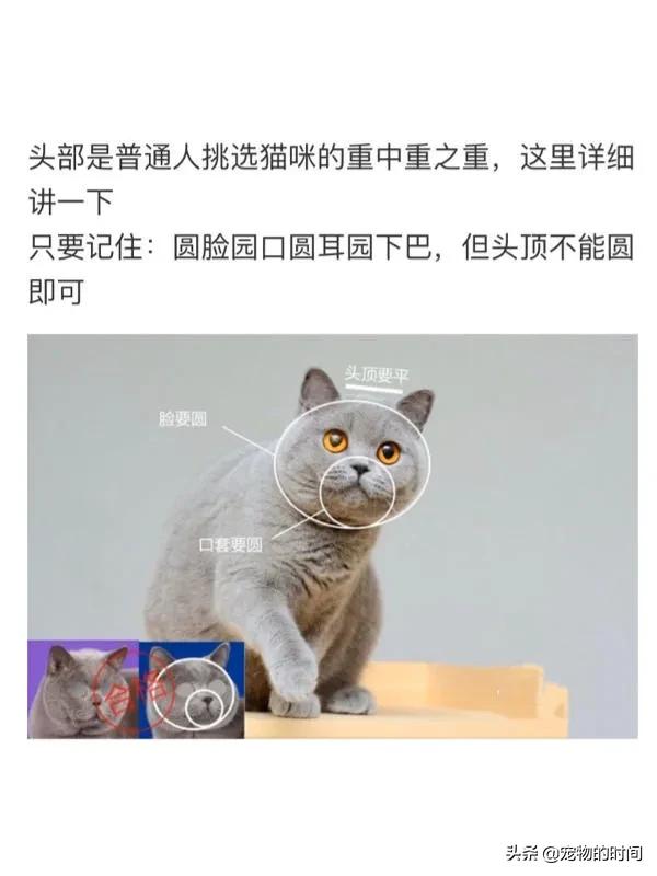 如何判定是不是英短,如何辨别英短是不是纯种