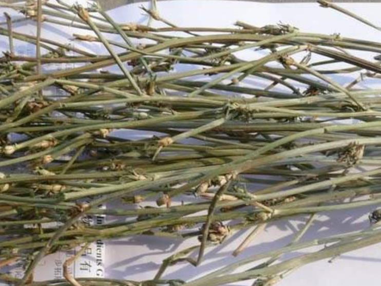 它藏在草丛里，认识的人不多，殊不知价值极高，是我国特有