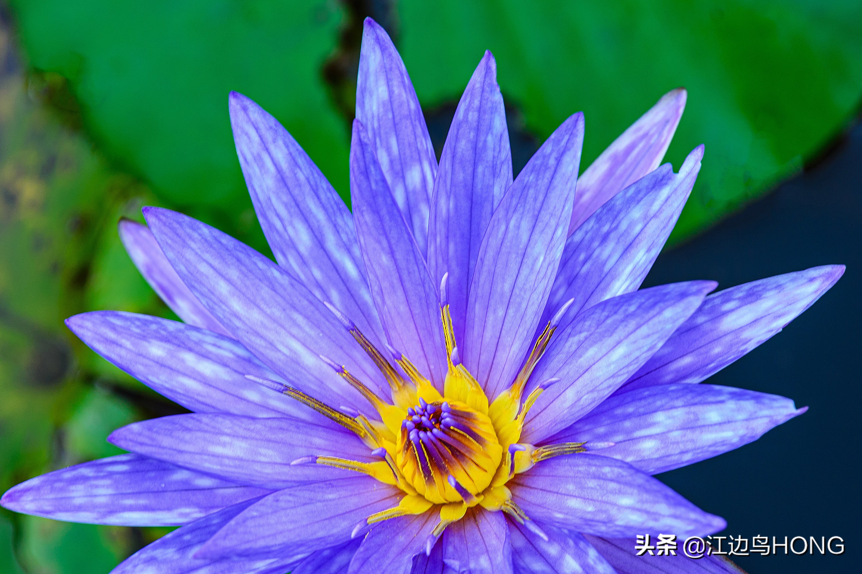 蓝莲花有第二季吗,蓝莲花怎么没有完整版