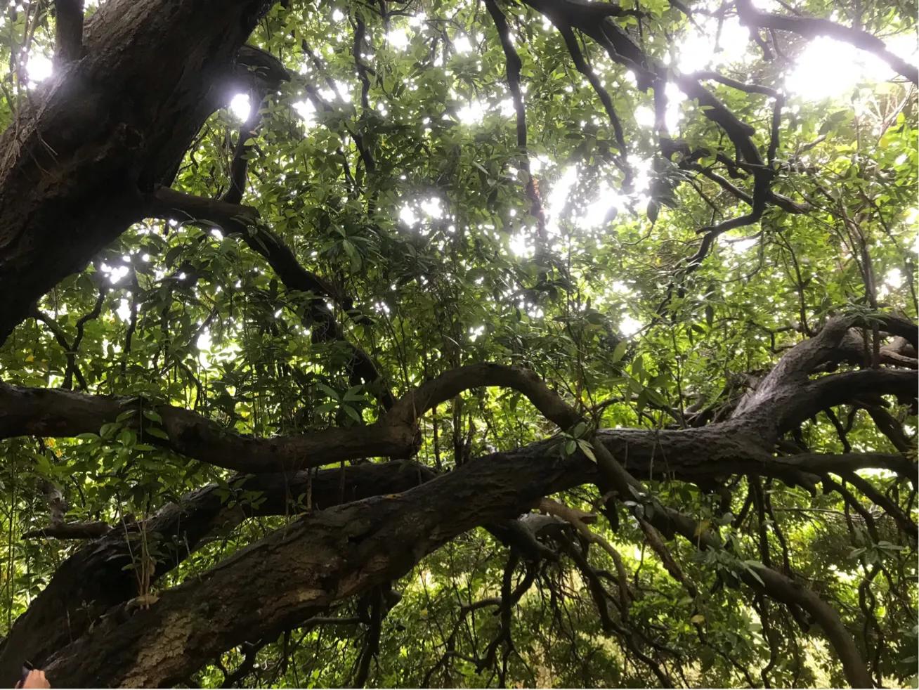 白果云雾山,麻城白果云雾山景区