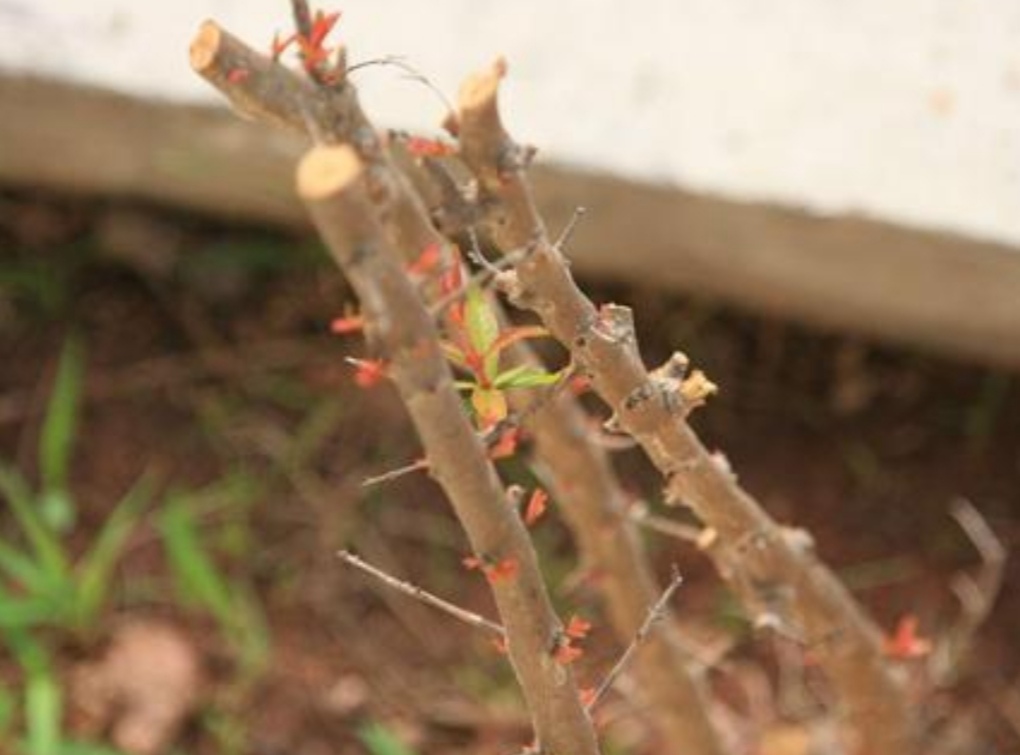 葡萄树冬天发芽了怎么办,葡萄树冬天11月份发芽怎么办