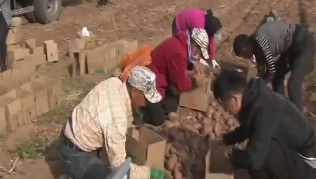 内蒙马铃薯丰收,内蒙古马铃薯丰收