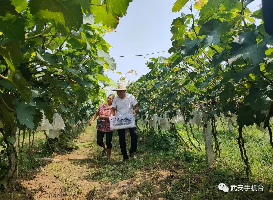 摘葡萄游乐园,摘葡萄还可以免费玩的地方