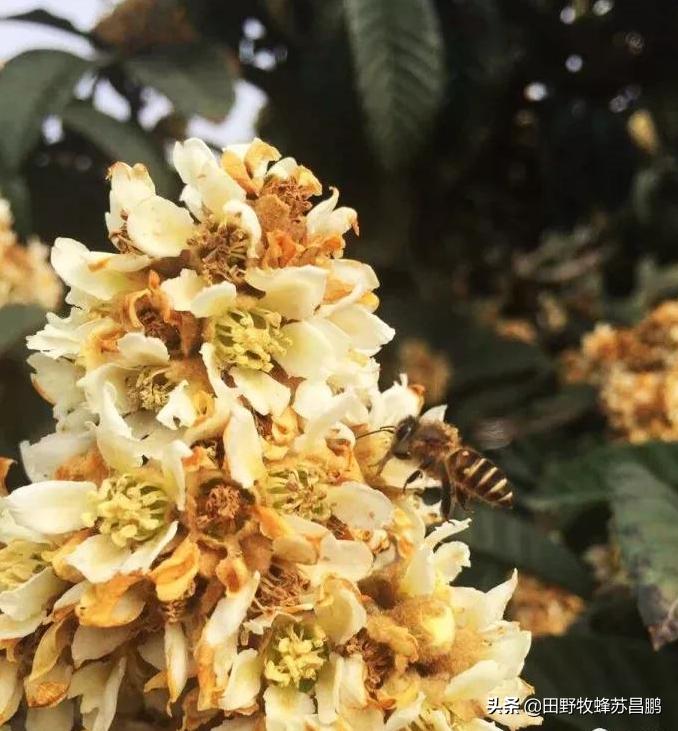土蜂蜜枇杷蜜采集,枇杷蜜在几月采