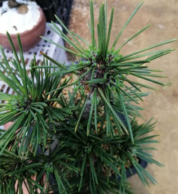 荣冠黑松是什么品种,常见黑松造型