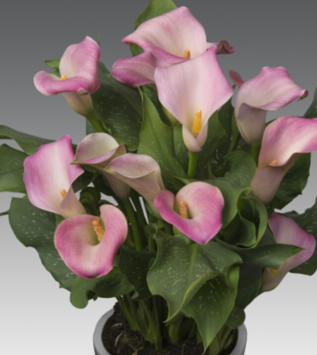 彩色马蹄莲怎么养爱开花图片,彩色马蹄莲夏季的养殖方法