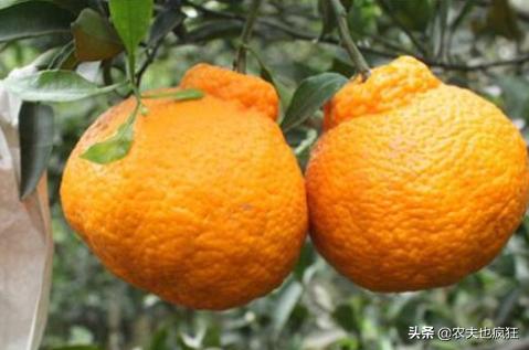 即将上市的网红水果品种,最近火爆的网红水果