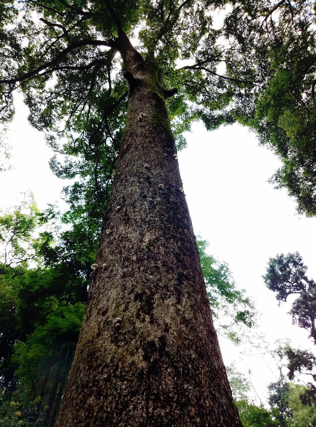 金丝楠木里什么楠木最珍贵,江西宜丰金丝楠木老屋