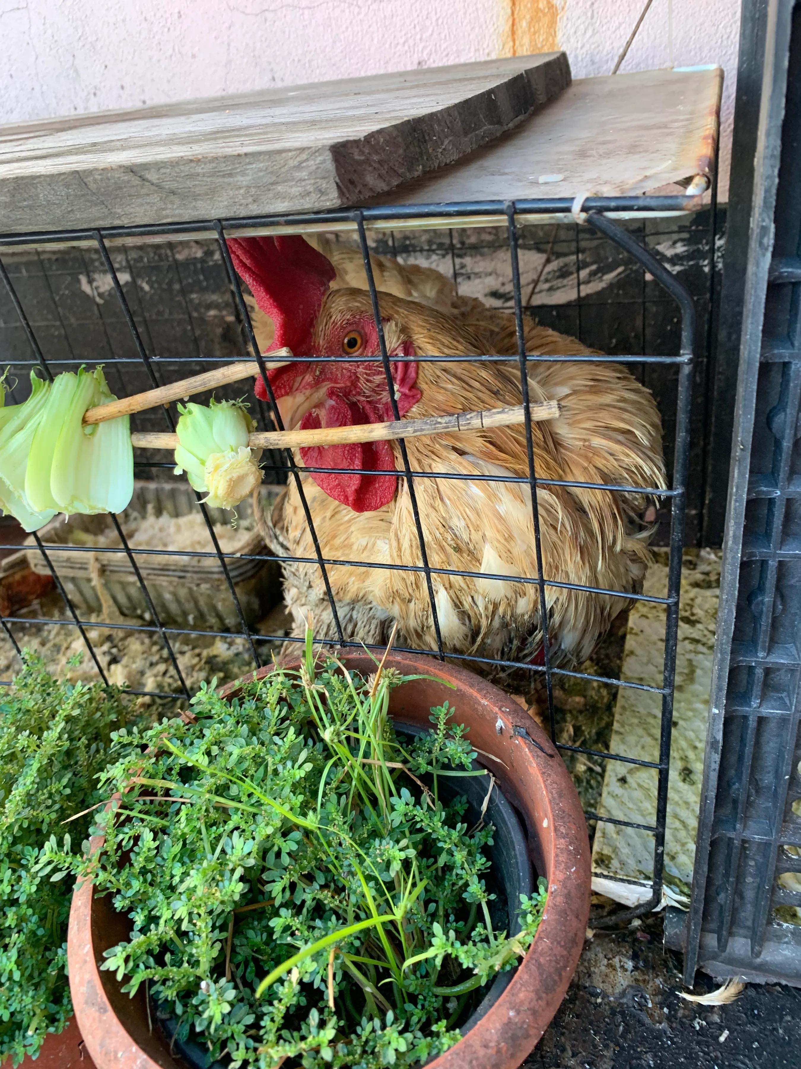 毛蛋出来的小鸡可以养活吗,毛蛋孵化出来的小鸡可以长大吗