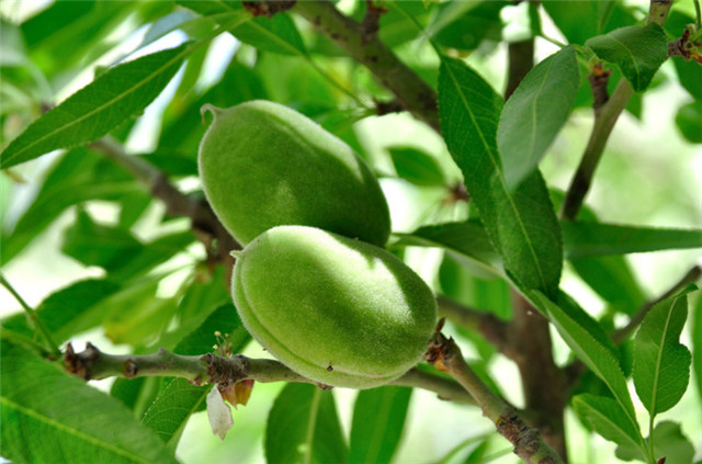 杏仁的种植方法和管理,杏仁种植的方法