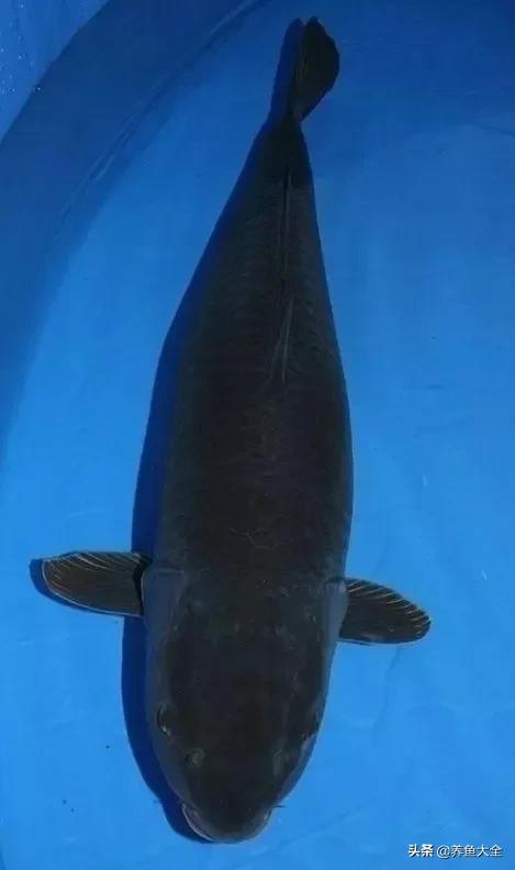 德系锦鲤品种图片,丹顶孔雀锦鲤品种