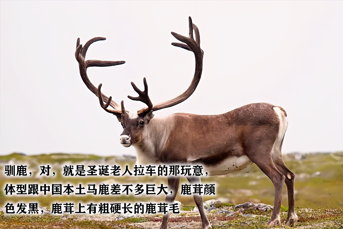 鹿茸片你买对了吗?学习一下再下手吧